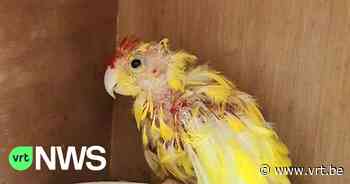 Opvangcentrum Beernem vangt recordaantal vogels en wilde dieren dieren op: "We zien veel raamslachtoffers" - Vlaamse Radio- en Televisieomroeporganisatie