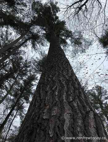 Arnprior's Gillies Grove reopened by NCC - renfrewtoday.ca