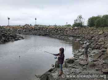 Poor king salmon runs close Kenai Peninsula rivers to fishing - Alaska Public Media News