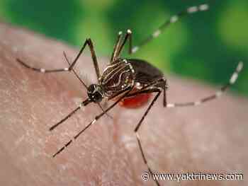Benton County mosquitos thrive in wet spring, rising rivers - YakTriNews KAPP-KVEW