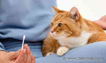Pedigree cats should be screened regularly for gene mutations that cause disease