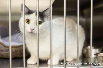 Calgary pet shelters at capacity and seeking help from Calgarians - City of Calgary Newsroom