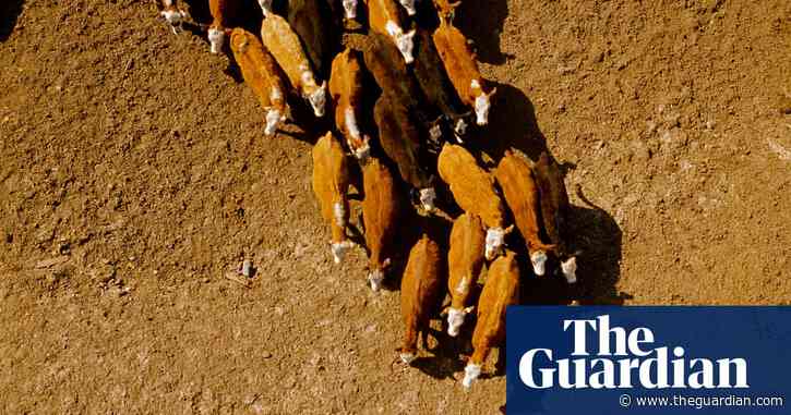 Thousands of cattle dead due to heatwave in Kansas