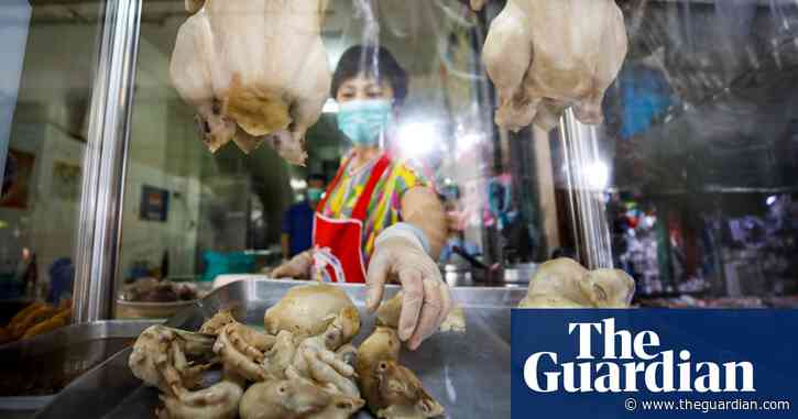 How cannabis-fed chickens may help cut Thai farmers’ antibiotic use
