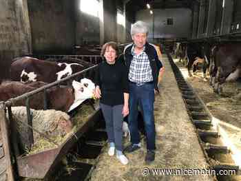 Dans la "plus haute vacherie d'Europe", le fromage perpétue la tradition… d'Isola 2000