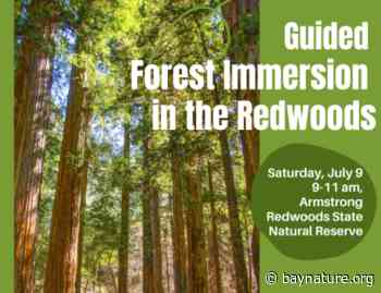 Guided Forest Immersion at Armstrong Redwoods - - Bay Nature
