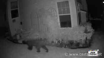 Two bears spotted in Armstrong residential areas this week - Vernon News - Castanet.net