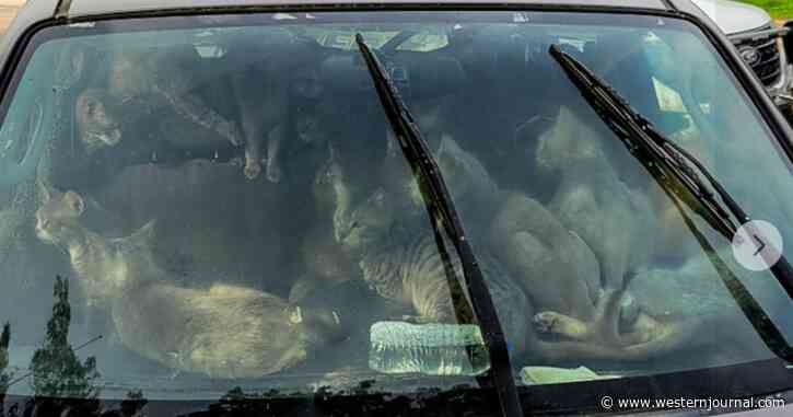 Authorities Find 47 Cats in Car at a Minnesota Rest Stop on 'Sweltering' Hot Day