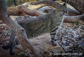 Felino exclusivo do Pampa, ameaçado de extinção é filmado em Dom Pedrito - Qwerty Portal