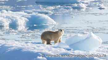 Einige Eisbären benötigen kein Meereis