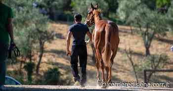 Palio di Siena, ammessi 102 cavalli alle previsite. Ecco i big che ci saranno. L'elenco completo - Corriere di Siena