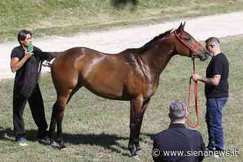 Palio: sono 102 i cavalli ammessi alle previsite - Siena News