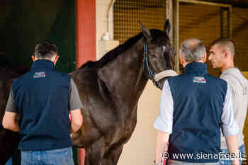 Palio di Siena del 2 luglio 2022: sono 102 i cavalli iscritti alle previsite - SienaFree.it