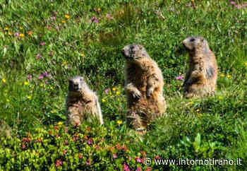 Marmotte traslocate da Livigno a Edolo - Intorno Tirano