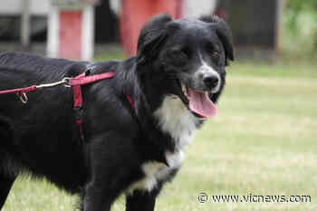 Saanich calls out to public for next stage of People, Pets and Parks strategy – Victoria News - Victoria News