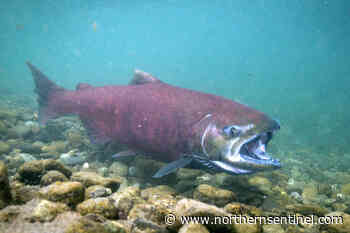 DFO closes chinook salmon fishing around Prince Rupert – Kitimat Northern Sentinel - Kitimat Northern Sentinel