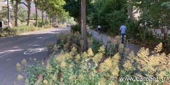 Comment la végétalisation de la ville de Lyon fait-elle baisser les températures ? - Europe 1