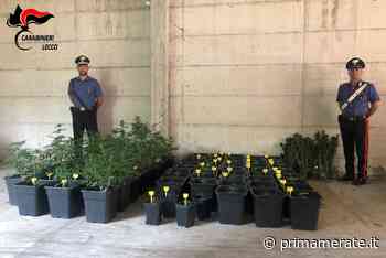 I Carabinieri meratesi scovano una serra di marijuana - Prima Merate