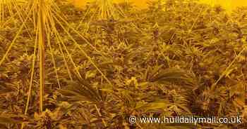 Drypool drugs hoard uncovered by police as man arrested - Hull Live