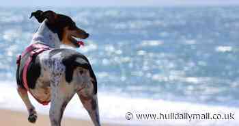 Warning issued to pet owners as temperatures set to soar in Hull and East Yorkshire - Hull Live