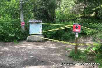 Bear killed after multiple attacks on walkers in Pemberton - Nelson Star