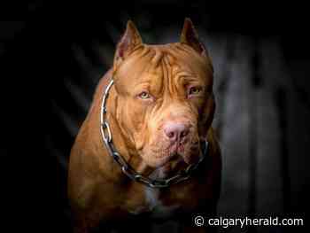Nelson: If owners rather than dogs are responsible for severe attacks, make them pay - Calgary Herald