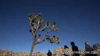 California won't immediately list Joshua tree as threatened - Lethbridge News Now