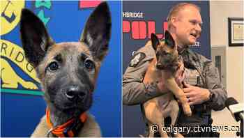 Lethbridge police say name of newest K9 member will be chosen by kids | CTV News - CTV News Calgary