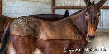 Die Römer brachten das Maultier über die Alpen - DER STANDARD