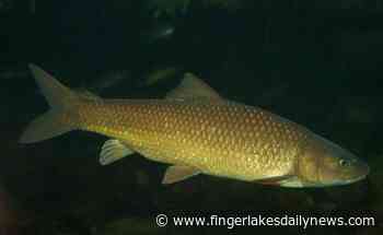 Record Setting Fish Caught in Cayuga Lake - Finger Lakes Daily News