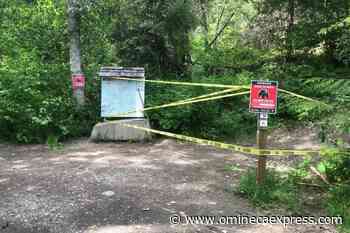 Bear killed after multiple attacks on walkers in Pemberton - Omineca Express