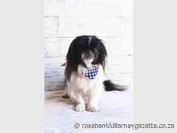 Visit Woodrock to adopt a dog - Rosebank Killarney Gazette