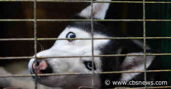 Police: Baden woman arrested after husky left outside dies from heat - CBS Pittsburgh