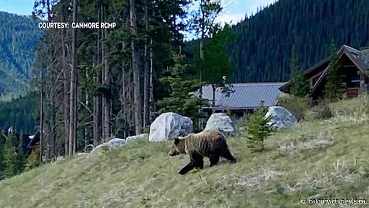 Fish and Wildlife officers attempting to capture young grizzly bear in Canmore