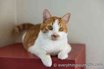 Peninsula Humane Society and SPCA's Pets of the Week: Pumpkin and Maple - Everything South City