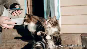 Cuccioli senza cibo: torna a Trieste la raccolta pappe - TriestePrima
