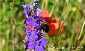 Milton pollinator garden is for the birds - CapeGazette.com