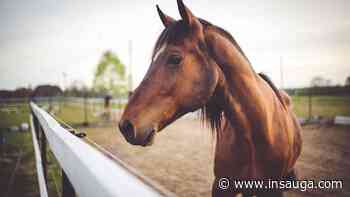 Pepsi North America Cup returning to Woodbine Mohawk Park in Milton | inHalton - insauga.com