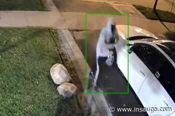 Video: 8 vehicles broken into in a Milton neighbourhood | inHalton - insauga.com