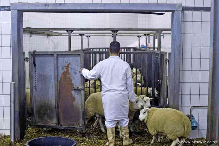 Zelfs koppen tellen niet evident voor plenaire behandeling onverdoofd slachten in Brussel