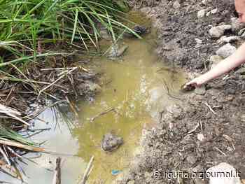 Albenga: rilasciati 10 esemplari di Emys orbicularis ingauna - Bizjournal.it - Liguria