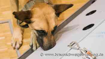 Studie: Corona-Spürhunde können auch Long-Covid erkennen