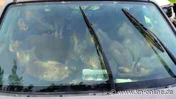 Aus sengender Hitze gerettet: 47 Katzen lebten mit Obdachlosem in Auto