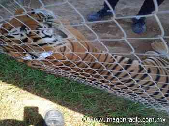 Profepa asegura a tigre que deambulaba por calles de Tecuala - Imagen Radio