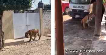 Video: Tigre de bengala pasea por calles de Tecuala, Nayarit - TV Azteca