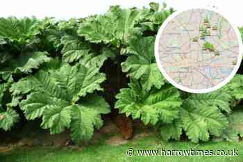 Giant Hogweed spotted in London- How to deal with toxic plant