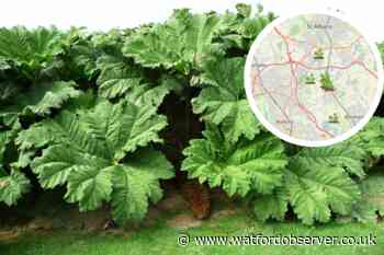 Giant Hogweed spotted near Watford- How to deal with toxic plant