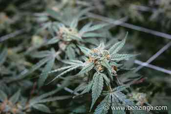 Ayr Wellness Receives Final License To Sell Adult-Use Cannabis In Watertown - Benzinga - Benzinga