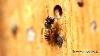 Punto da un'ape, muore d'infarto a 32 anni - Today.it