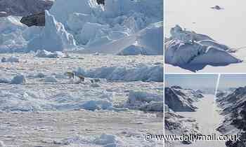 Is climate change really killing polar bears? Scientists find new population in ice-free sea